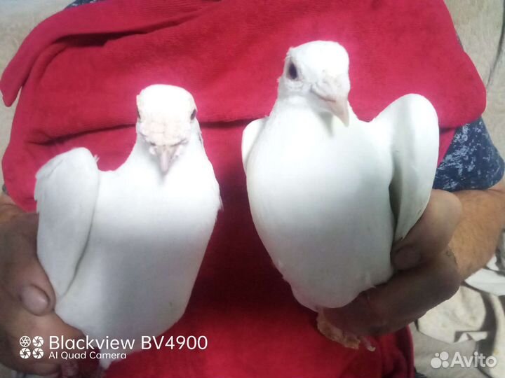 Голуби почтовые, спортивные