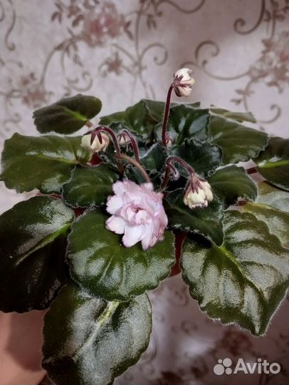 Фиалка с бутонами