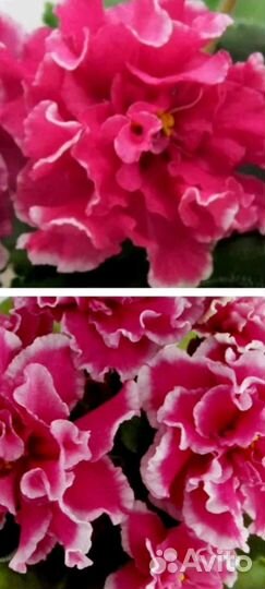 Ват-Синичка