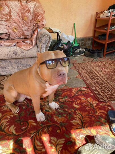 Американский булли вязка