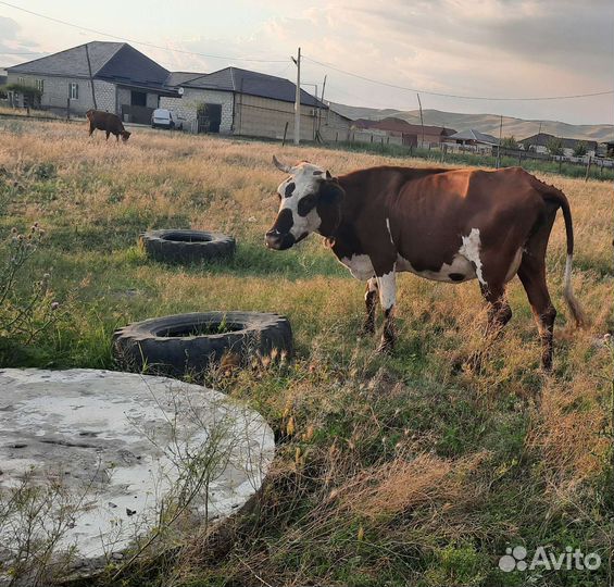 Корова дойная