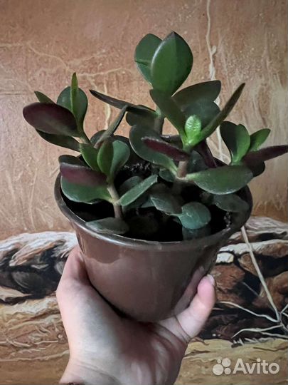 Крассула толстянка денежное дерево