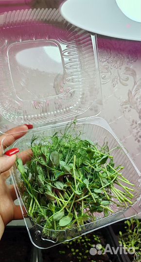 Микрозелень