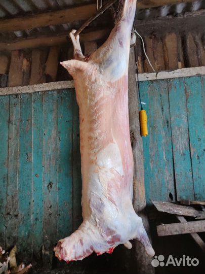 Баранина говядина