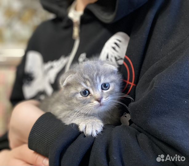 Британский вислоухий кот