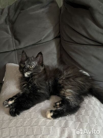 Сибирский котенок