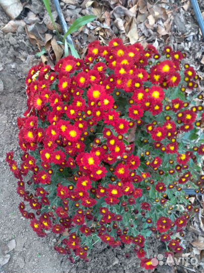 Хризантема