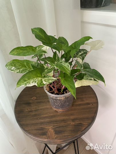 Комнатные растения (разные)