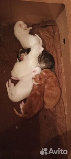 Котята мейн-кун