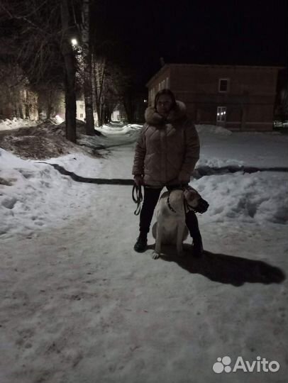 Продаётся собака, девочка
