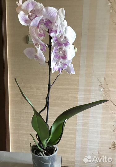 Орхидея фаленопсис биг лип