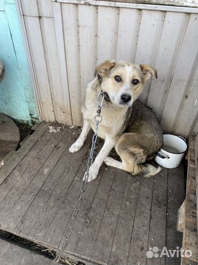 Леся ищет дом