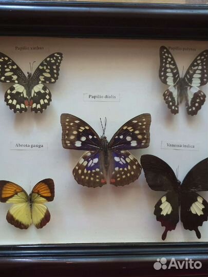 Бабочки в рамке