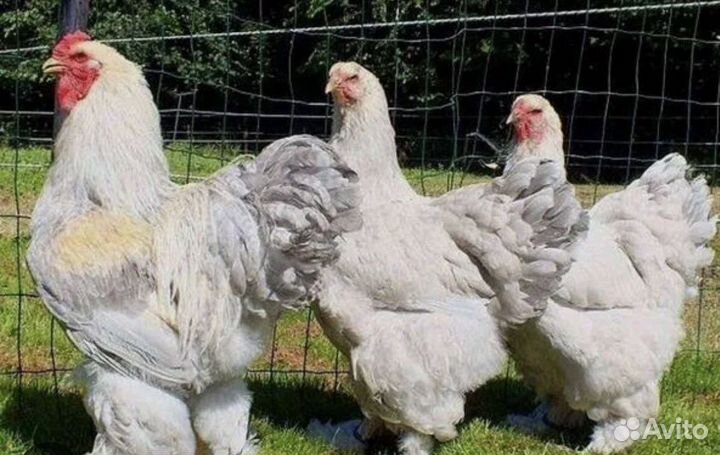 Цыплята суточные