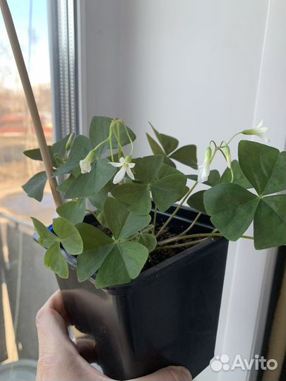 Кислица оксалис цветы фиолетовая и зелёная