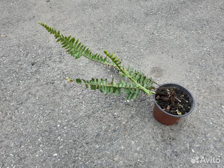 Комнатные цветы