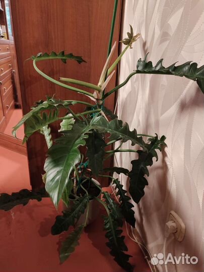 Филодендрон драгон