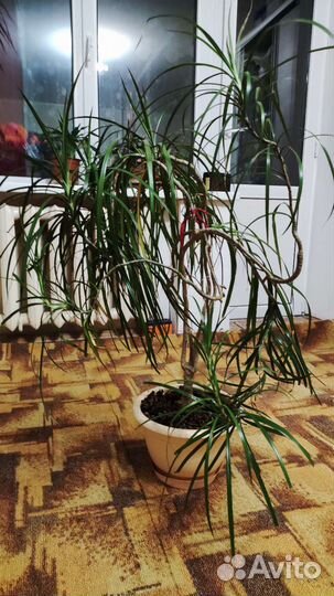 Пальма Драцена