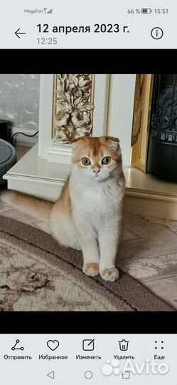 Продаю кошечку 2 года