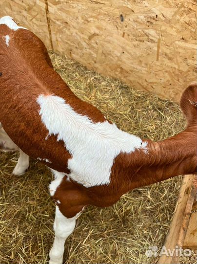 Телята доставка до двора за наш счёт