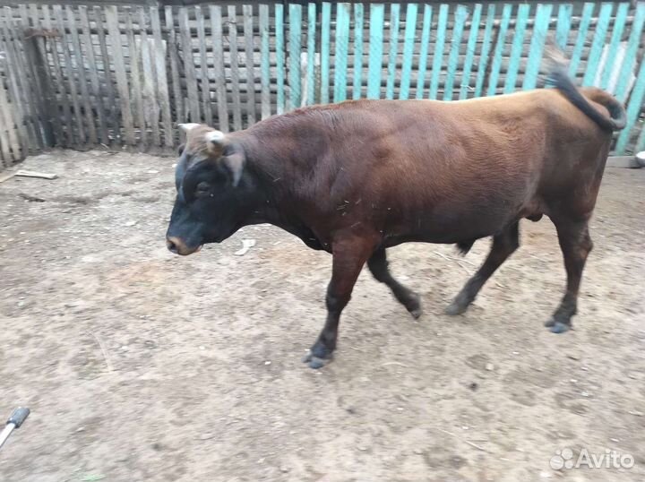 Бык и корова