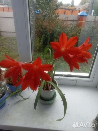 Цветок комнатный