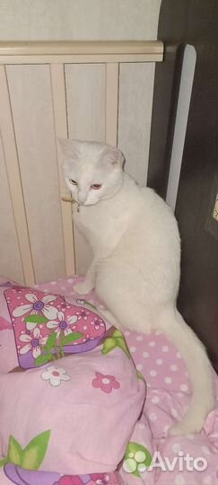 Коашка для случки