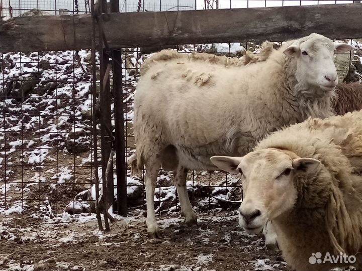 Баранина Бараны на мясо