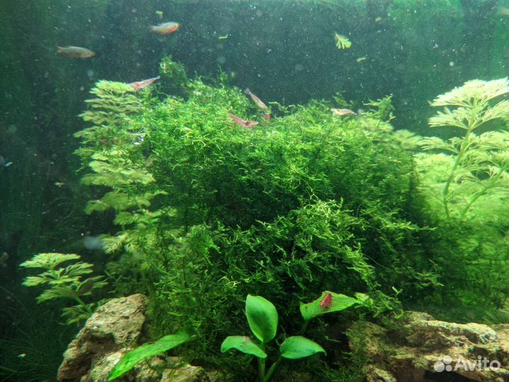 Креветки черри (вишни), рыбы, растения, мох