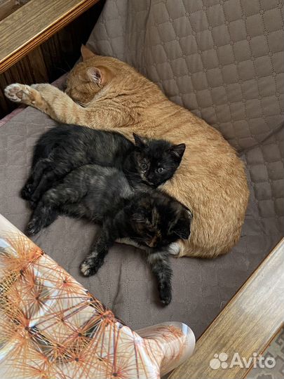 Отдаем котят в добрые руки