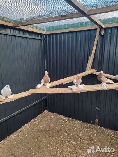 Голуби узбекские. Игровые