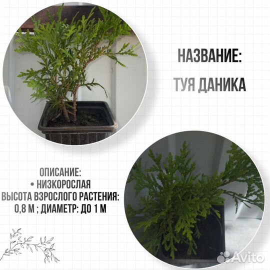 Садовые растения