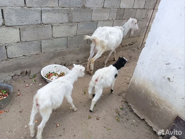 Коза с козлятами