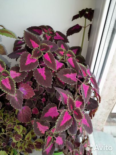 Колеусы сортовые