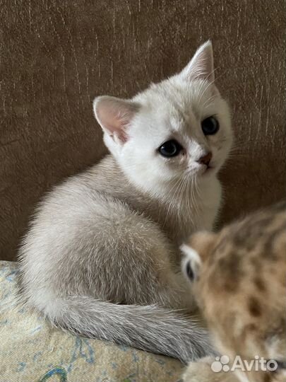 Британская шиншилла