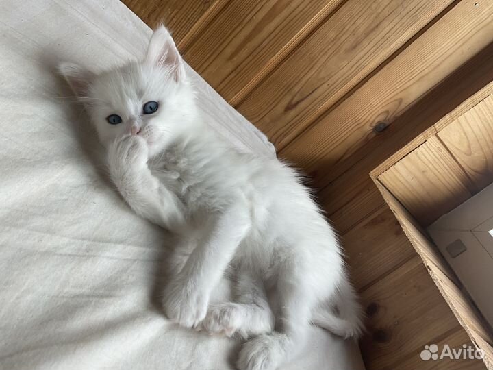 Подарю котят