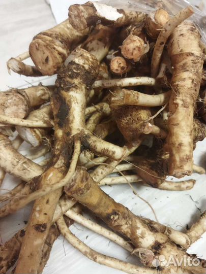 Корень хрена