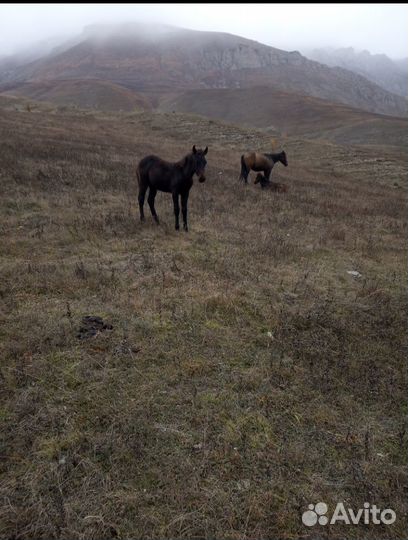 Два жеребёнка