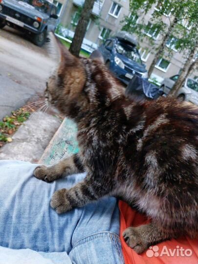 Кошка в дар бесплатно