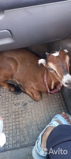 Козочка альпийская