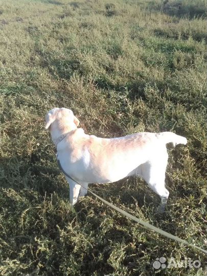 Продам лабрадора