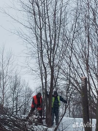 Вальщики леса
