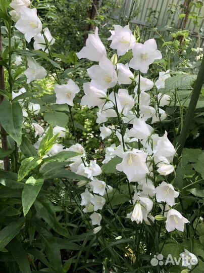 Многолетники для сада