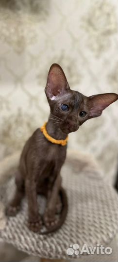 Ориентальная девочка