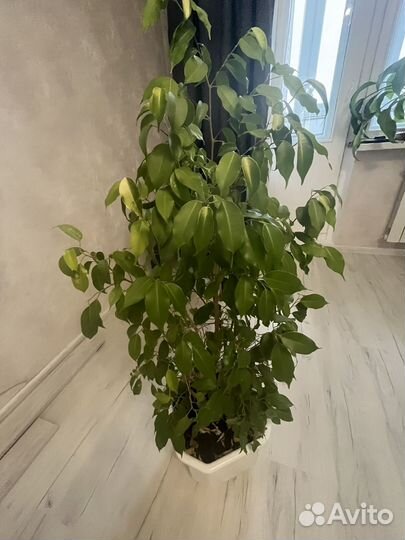 Фикус бенджамина