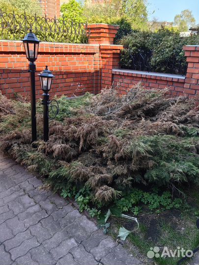 Можжевельник стелящаяся