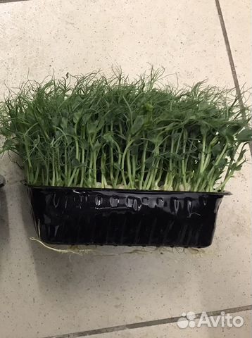 Микрозелень горох