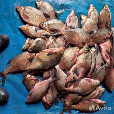 Рыба лещ,карась свежий