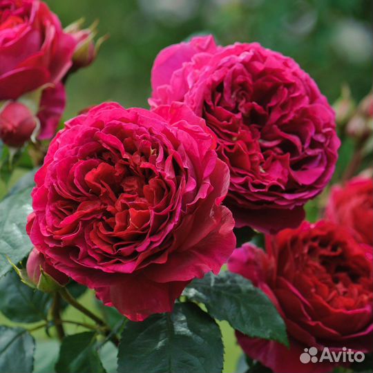 Английская роза Фишерман Френд