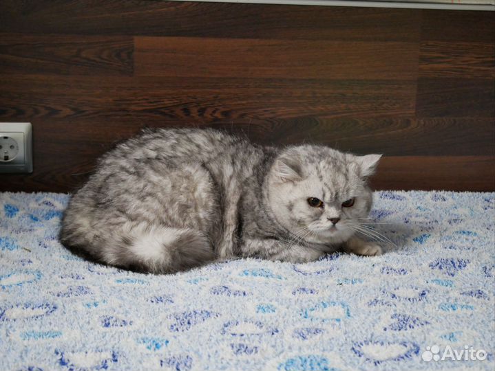 Британский котенок